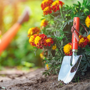 الحديقة الخارجية